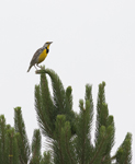 Eastern Meadowlark 0609
